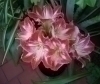 Výstava květin amarylis 2020